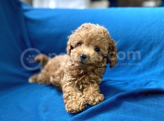 Teacup Red Toy Poodle Oğlumuz görsel