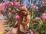 A Kalite Toy Poodle Yavrular