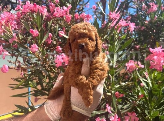A Kalite Toy Poodle Yavrular
