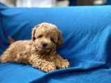 Teacup Red Toy Poodle Oğlumuz
