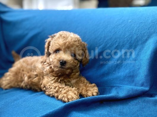 Teacup Red Toy Poodle Oğlumuz görsel