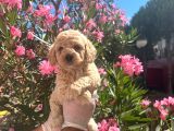 A Kalite Toy Poodle Yavrular