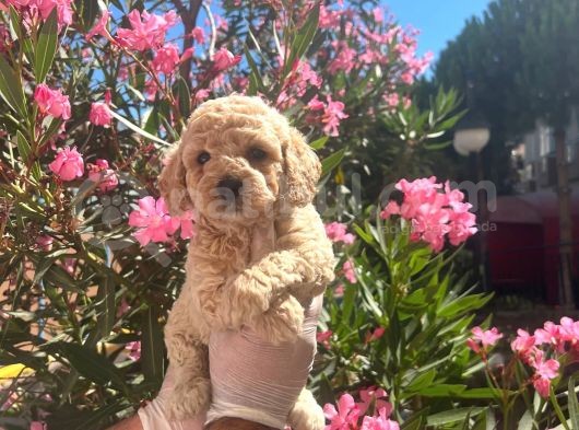 A Kalite Toy Poodle Yavrular görsel