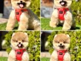 POFUDUK BEBEK POMERANİAN BOOLAR