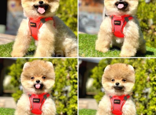Pofuduk Bebek Pomerani̇an Boolar