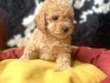 A Kalite Toy Poodle Yavrular