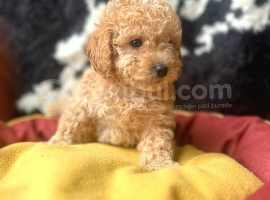 A Kalite Toy Poodle Yavrular görsel