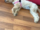 Minyatür dişi poodle