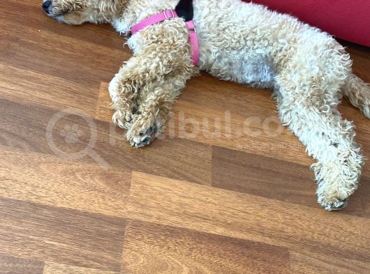 Minyatür Dişi Poodle