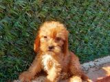 MALTİPO CİNSİ 