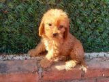 MALTİPO CİNSİ 