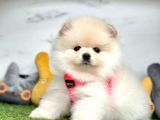 Oyuncu Pomeranian Boo Yavrular