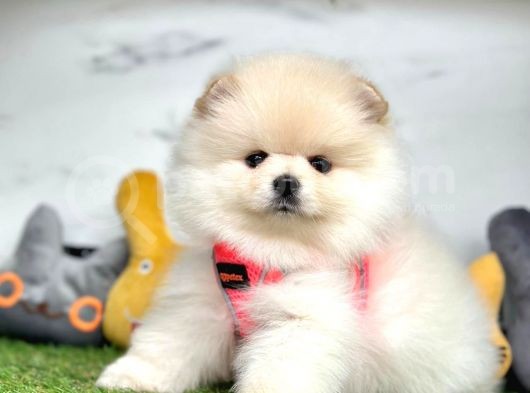 Oyuncu Pomeranian Boo Yavrular görsel