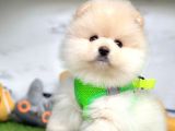 Oyuncu pomeranian boo yavrular