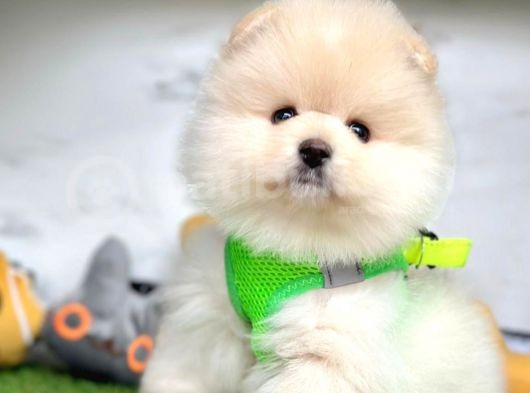 Oyuncu Pomeranian Boo Yavrular