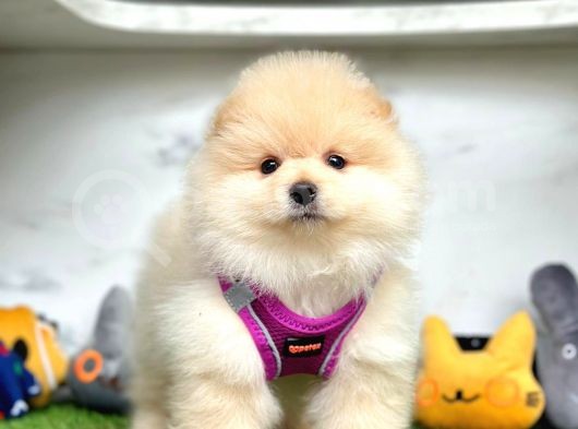 Oyuncu Pomeranian Boo Yavrular görsel