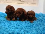 Orijinal renkleriyle toy poodle yavrular