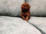 Orijinal Renkleriyle Toy Poodle Yavrular