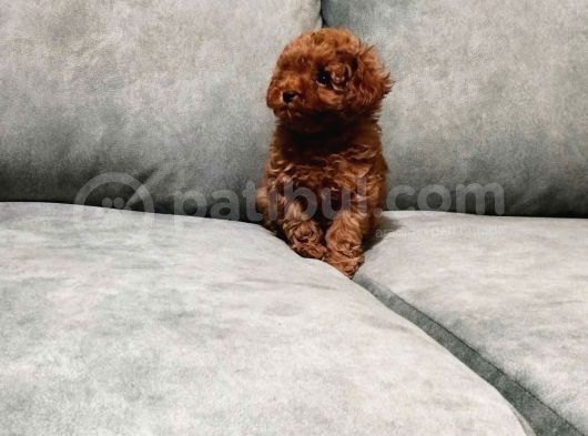 Orijinal Renkleriyle Toy Poodle Yavrular görsel