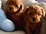 Sevgili Pati Dostum Poodle