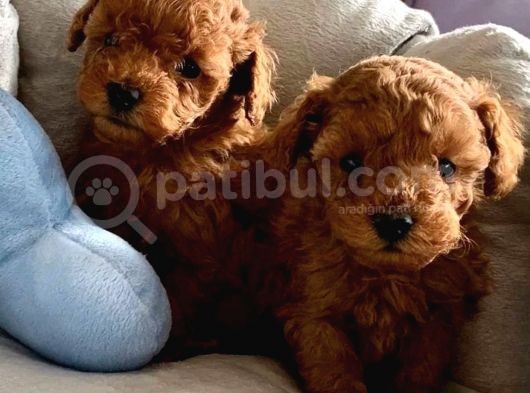 Orijinal Renkleriyle Toy Poodle Yavrular görsel