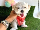 Eğitimi kolay maltese