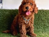 Koreni̇n Bebeği̇ Toy Poodle Yavrular