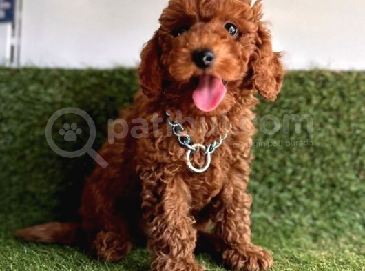 Koreni̇n Bebeği̇ Toy Poodle Yavrular görsel