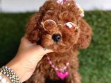 KORENİN BEBEĞİ TOY POODLE YAVRULAR