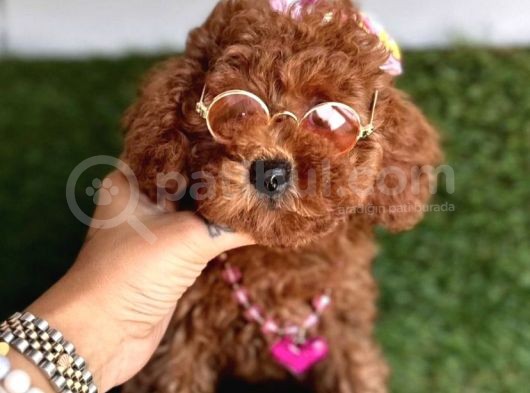 Koreni̇n Bebeği̇ Toy Poodle Yavrular