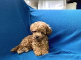 Teacup Red Toy Poodle Oğlumuz