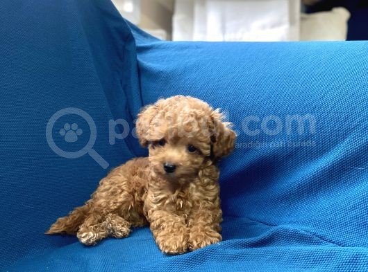Teacup Red Toy Poodle Oğlumuz görsel
