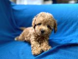 Teacup Red Toy Poodle Oğlumuz