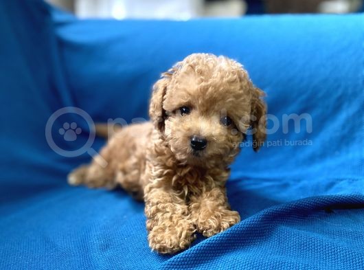 Teacup Red Toy Poodle Oğlumuz görsel