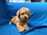 Teacup Red Toy Poodle Oğlumuz