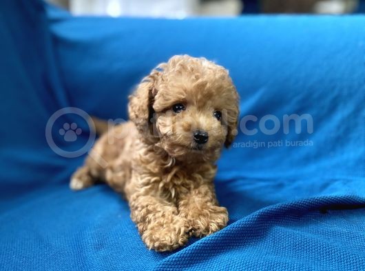 Teacup Red Toy Poodle Oğlumuz görsel