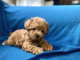 Teacup Red Toy Poodle Oğlumuz