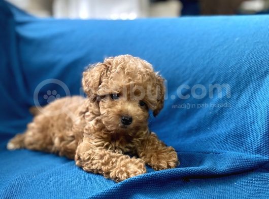 Teacup Red Toy Poodle Oğlumuz görsel