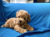 Teacup Red Toy Poodle Oğlumuz