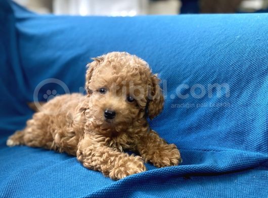 Teacup Red Toy Poodle Oğlumuz görsel