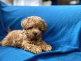 Teacup Red Toy Poodle Oğlumuz
