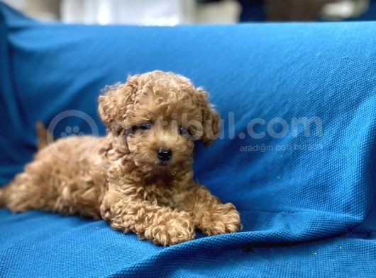 Teacup Red Toy Poodle Oğlumuz görsel