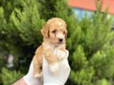 A Kalite Toy Poodle Yavrular