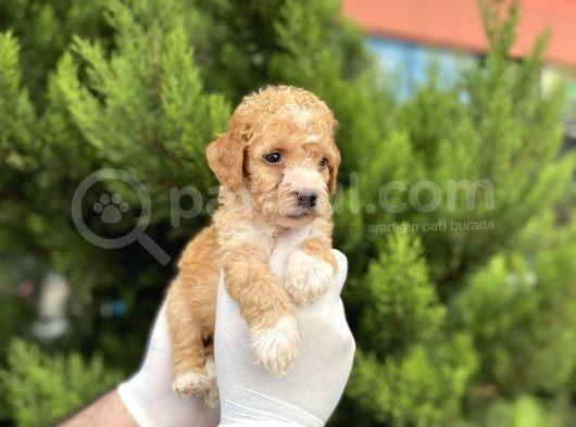 A Kalite Toy Poodle Yavrular görsel