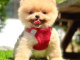 Safkan Pomeranian Boo Yavrularımız