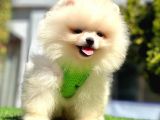 Safkan Pomeranian Boo Yavrularımız