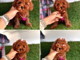 Koreni̇n Bebeği̇ Toy Poodle Yavrular