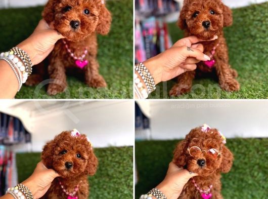 Koreni̇n Bebeği̇ Toy Poodle Yavrular görsel