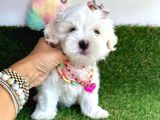 Mükemmel kalitede maltese yavrularımız