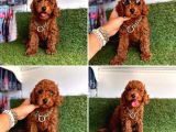 Koreni̇n Bebeği̇ Toy Poodle Yavrular